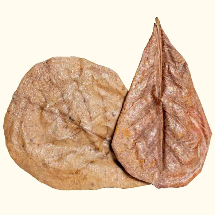 20 Catappa Leaves - Aquarium Co - Op