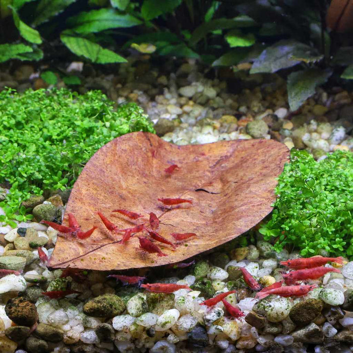 20 Catappa Leaves - Aquarium Co - Op