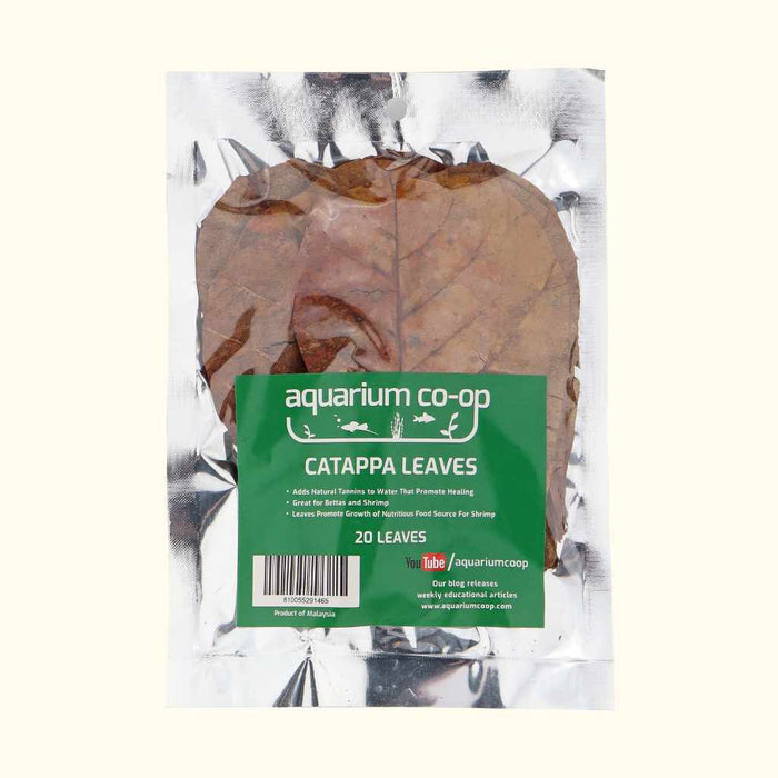 20 Catappa Leaves - Aquarium Co - Op