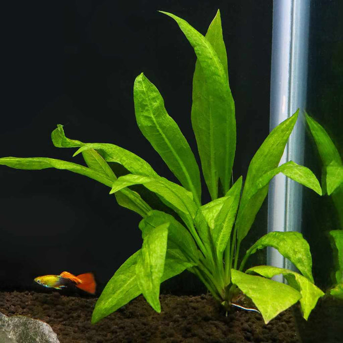 Amazon Sword - Aquarium Co - Op