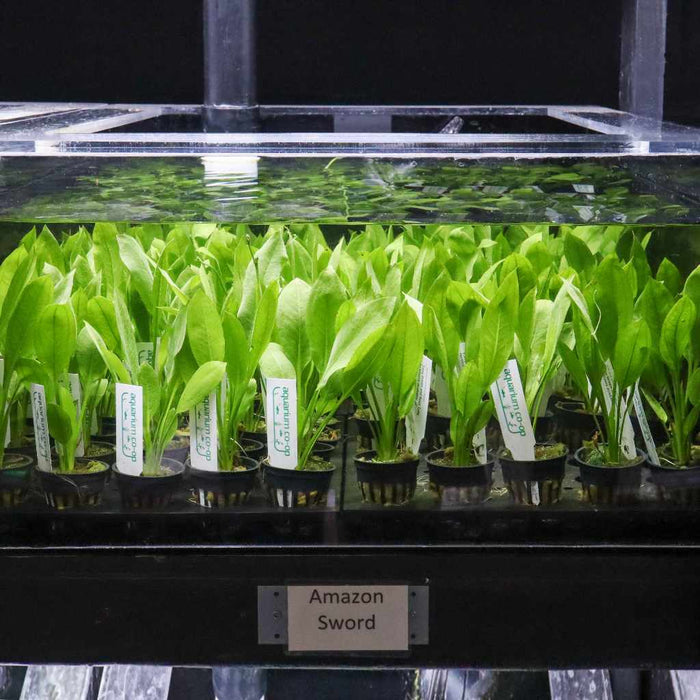 Amazon Sword - Aquarium Co - Op