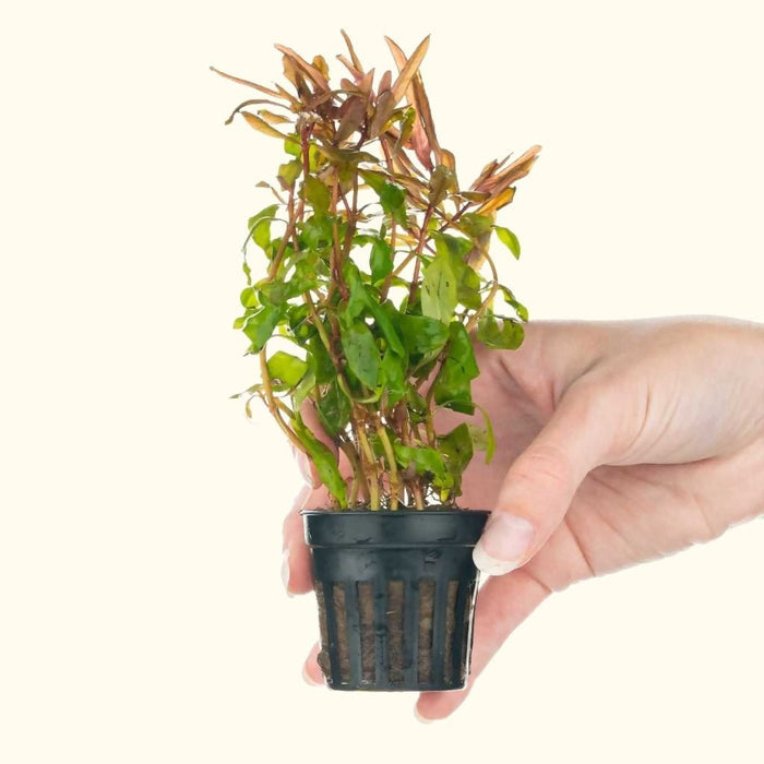 Ammannia Gracilis - Aquarium Co - Op