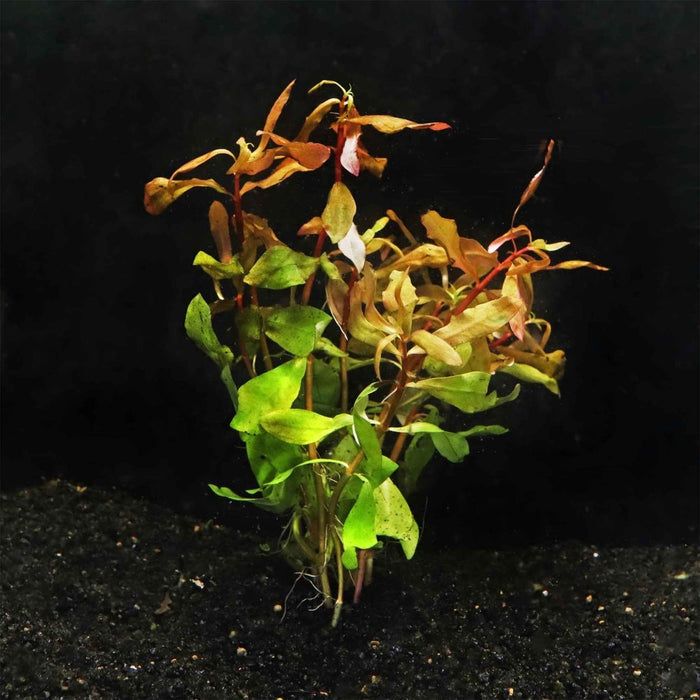 Ammannia Gracilis - Aquarium Co - Op