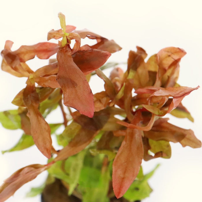 Ammannia Gracilis - Aquarium Co - Op