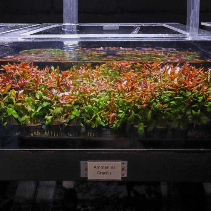 Ammannia Gracilis - Aquarium Co - Op