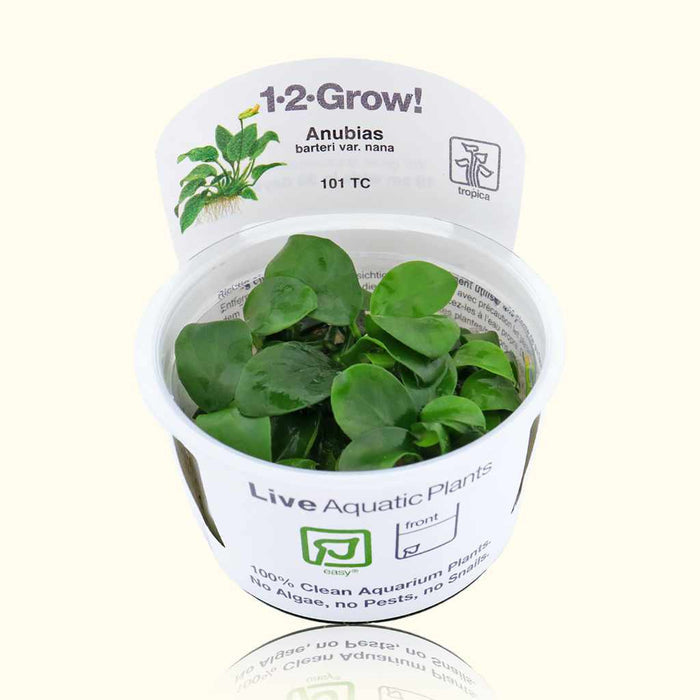 Anubias Barteri Nana Tissue Culture - Aquarium Co - Op