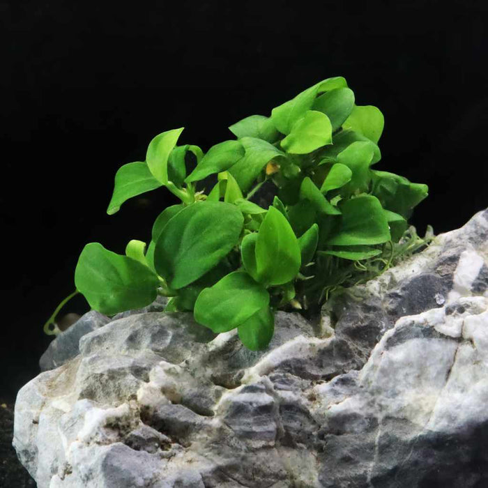 Anubias Barteri Nana Tissue Culture - Aquarium Co - Op