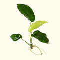 Anubias Barteri - Aquarium Co - Op