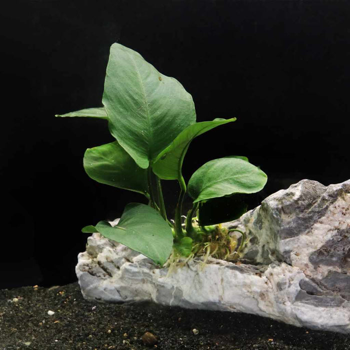 Anubias Barteri - Aquarium Co - Op