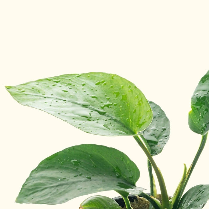 Anubias Barteri - Aquarium Co - Op
