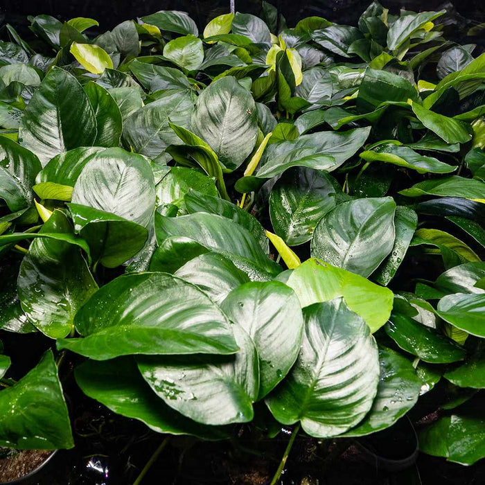 Anubias Barteri - Aquarium Co - Op