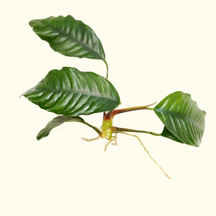 Anubias Coffeefolia - Aquarium Co - Op