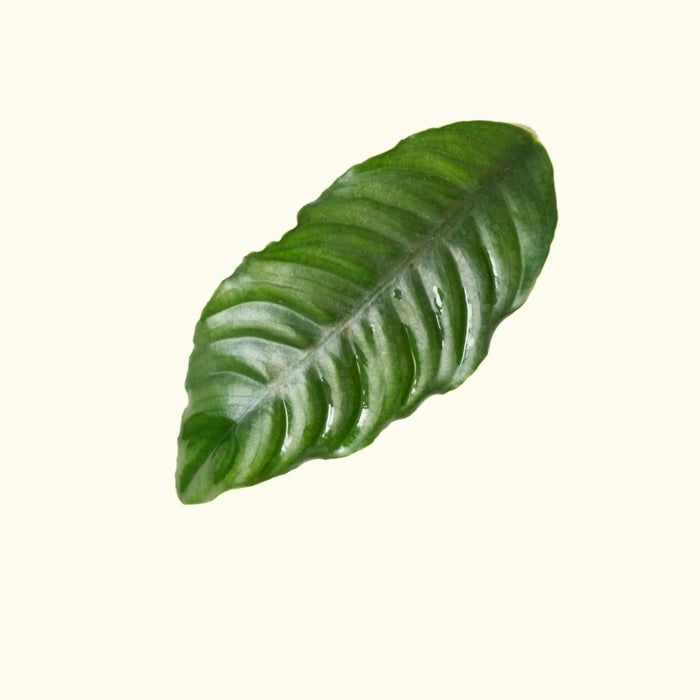 Anubias Coffeefolia - Aquarium Co - Op