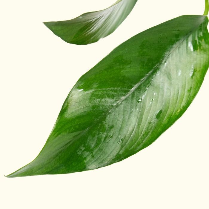 Anubias Hastifolia - Aquarium Co - Op