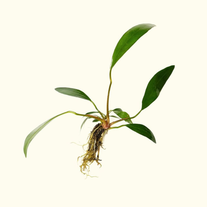 Anubias Lanceolata - Aquarium Co - Op