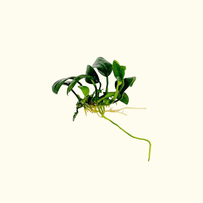 Anubias Nana Petite - Aquarium Co - Op