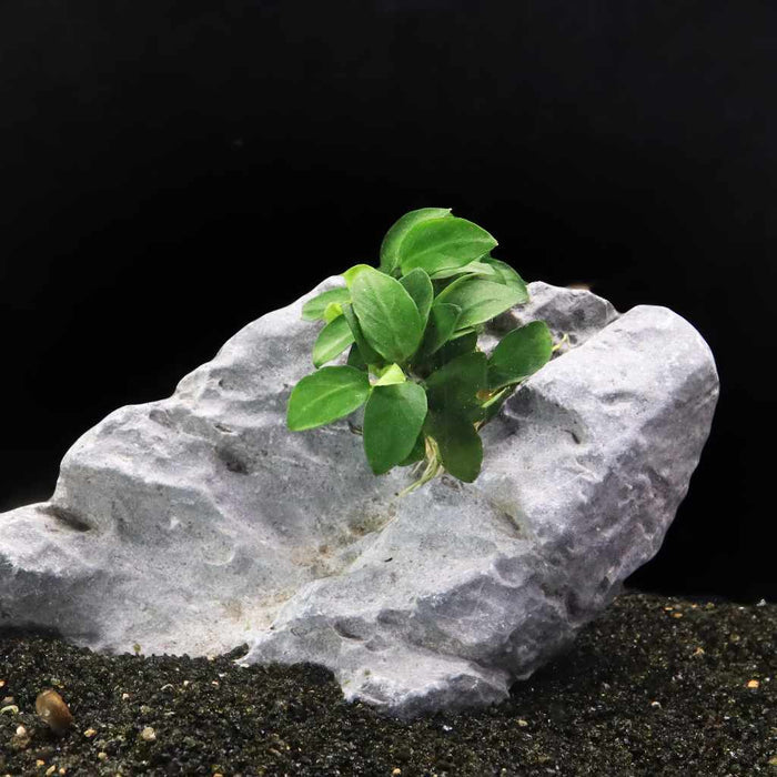 Anubias Nana Petite - Aquarium Co - Op