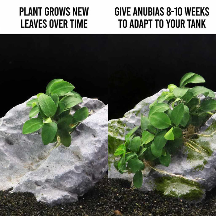 Anubias Nana Petite - Aquarium Co - Op