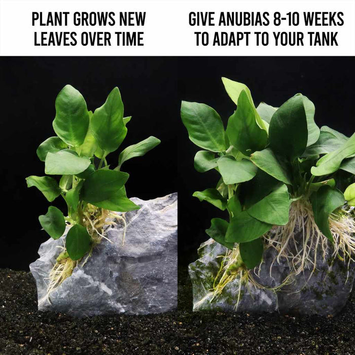 Anubias Nana - Aquarium Co - Op