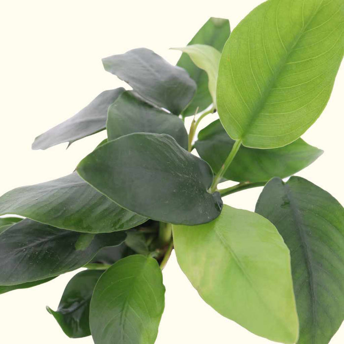 Anubias Nana - Aquarium Co - Op