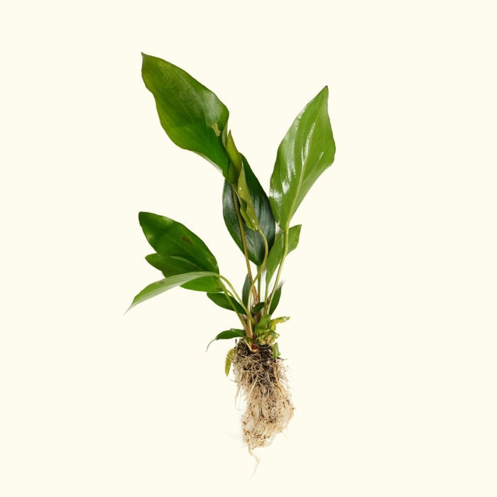 Anubias Nangi - Aquarium Co - Op