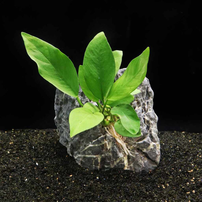 Anubias Nangi - Aquarium Co - Op