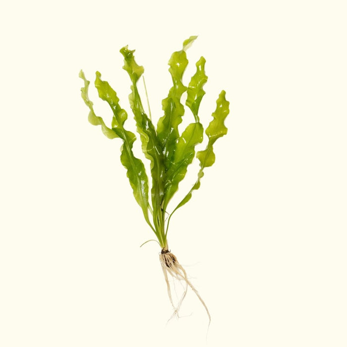 Aponogeton Ulvaceus - Aquarium Co - Op