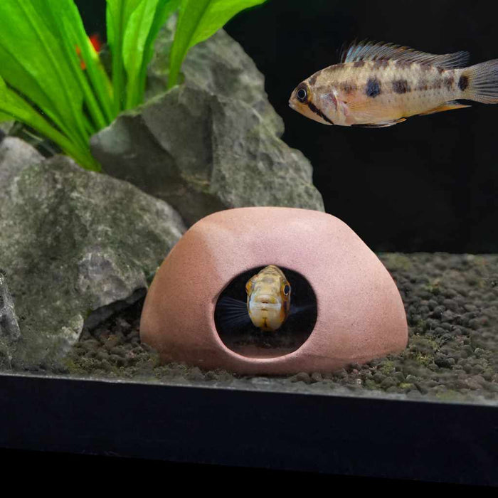 Scratch and Dent Aquarium Co - Op Apisto Cave - Aquarium Co - Op