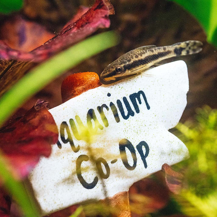Aquarium Co - Op Decoration - Aquarium Co - Op