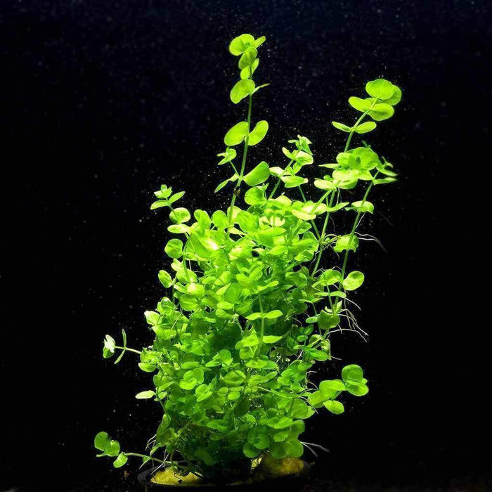 Baby Tears - Aquarium Co - Op