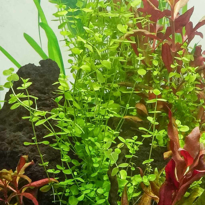 Baby Tears - Aquarium Co - Op