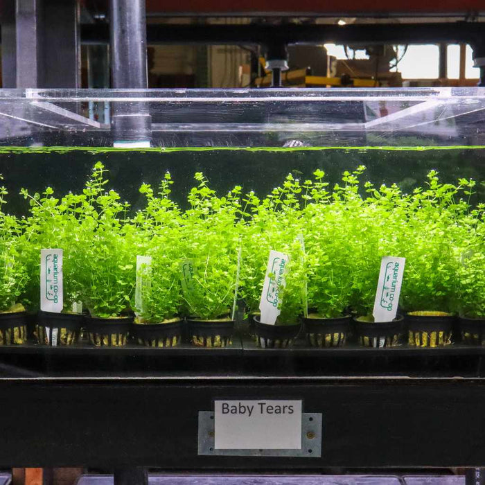 Baby Tears - Aquarium Co - Op