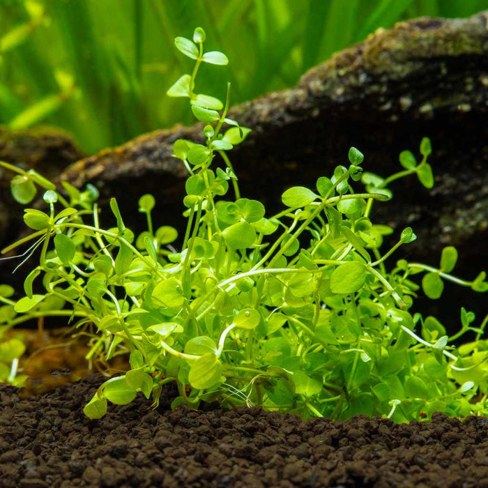 Baby Tears - Aquarium Co - Op