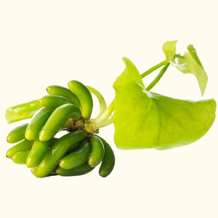 Banana Plant - Aquarium Co - Op