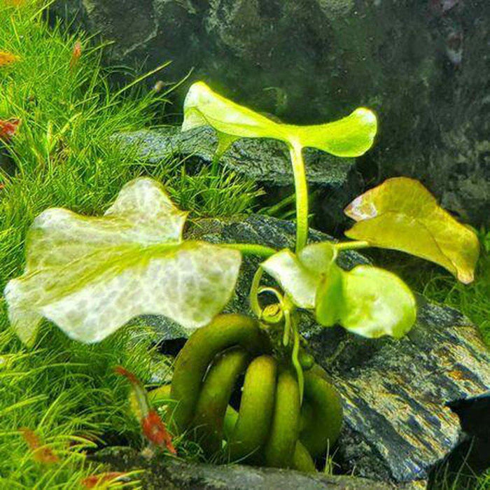 Banana Plant - Aquarium Co - Op