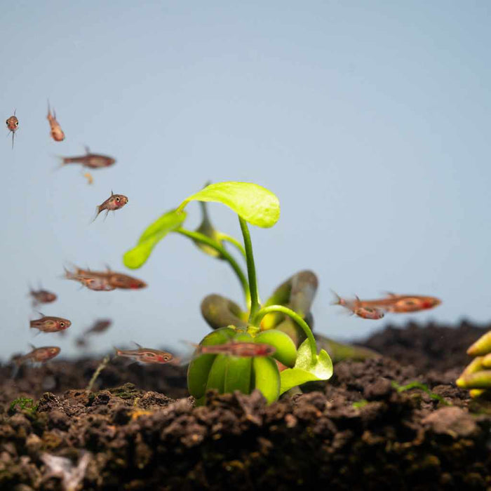 Banana Plant - Aquarium Co - Op