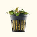 Bucephalandra Black Pearl - Aquarium Co - Op