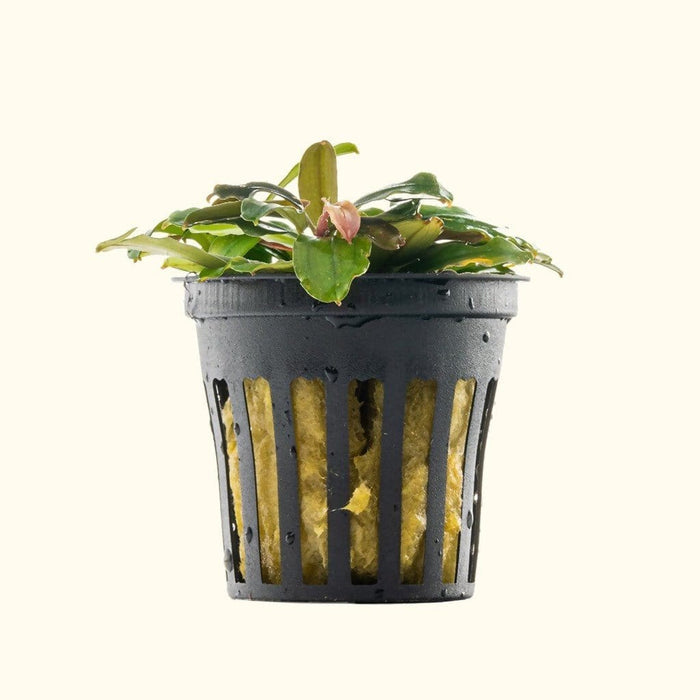 Bucephalandra Black Pearl - Aquarium Co - Op