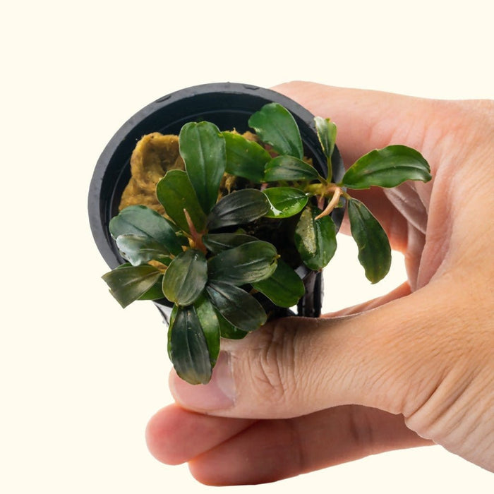 Bucephalandra Black Pearl - Aquarium Co - Op