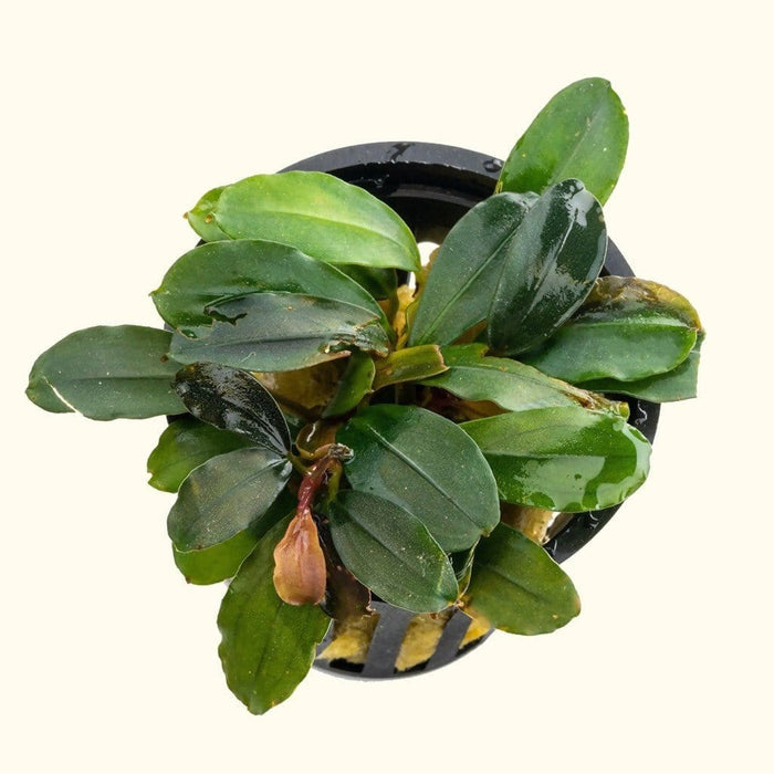 Bucephalandra Black Pearl - Aquarium Co - Op