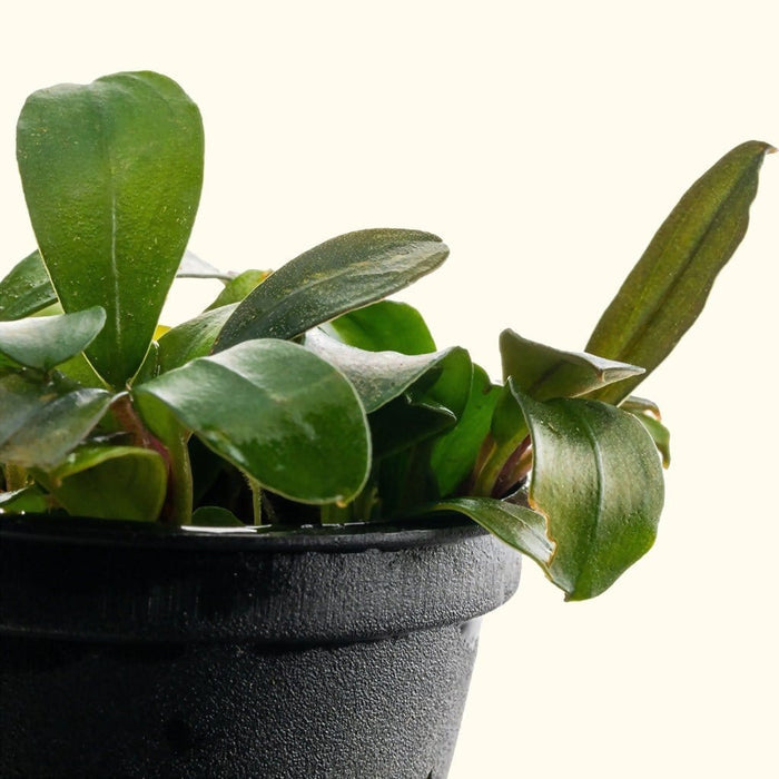 Bucephalandra Black Pearl - Aquarium Co - Op