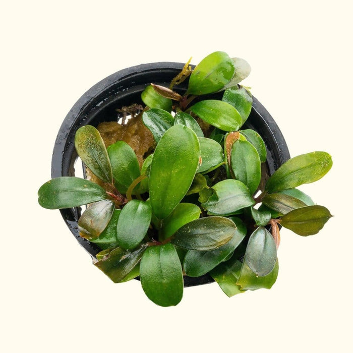 Bucephalandra Black Pearl - Aquarium Co - Op