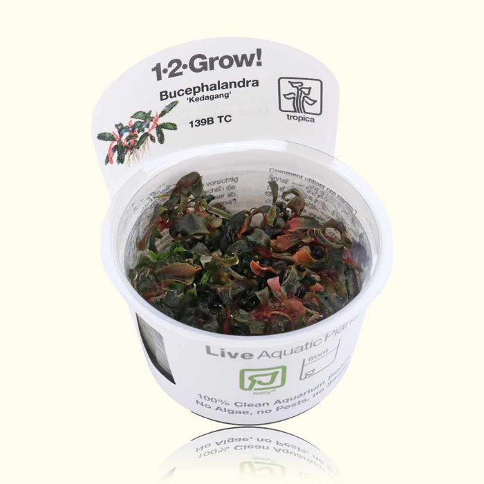 Bucephalandra Kedagang Tissue Culture - Aquarium Co - Op