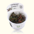 Bucephalandra Kedagang Tissue Culture - Aquarium Co - Op