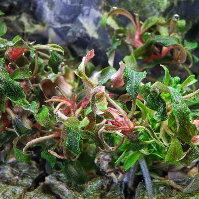Bucephalandra Kedagang Tissue Culture - Aquarium Co - Op
