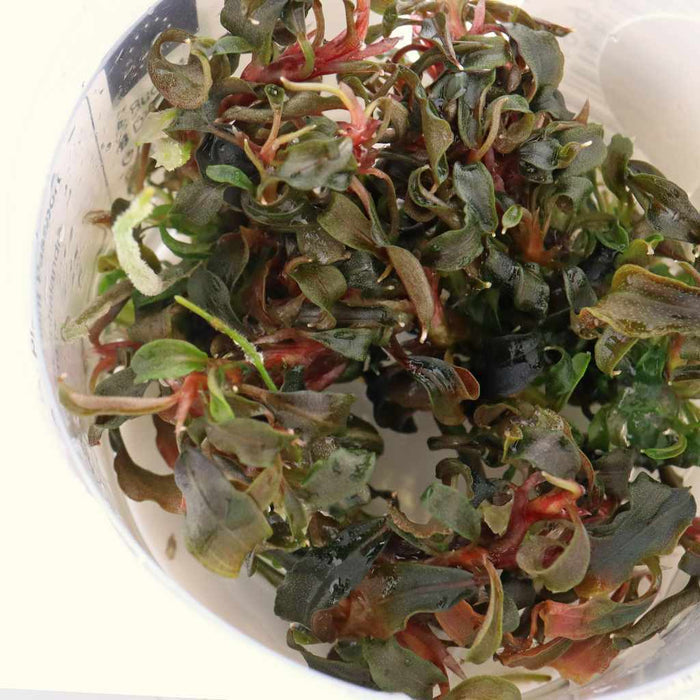 Bucephalandra Kedagang Tissue Culture - Aquarium Co - Op