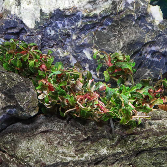 Bucephalandra Kedagang Tissue Culture - Aquarium Co - Op