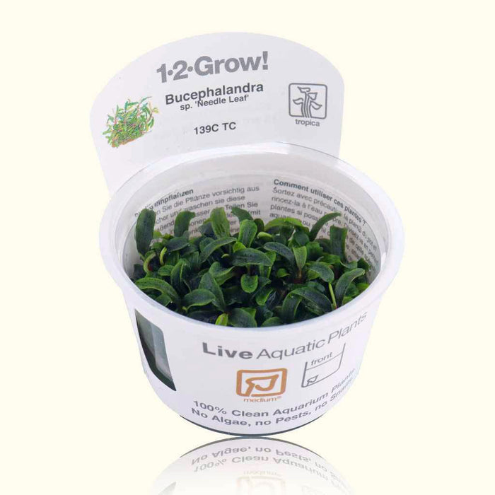 Bucephalandra Needle Leaf Tissue Culture - Aquarium Co - Op
