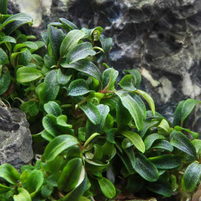"Orphan" Bucephalandra Needle Leaf Tissue Culture - Aquarium Co - Op