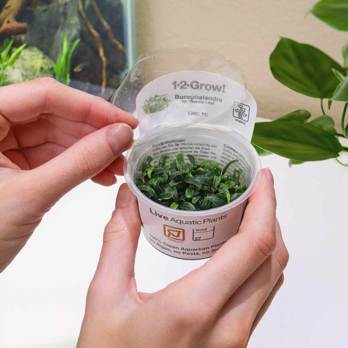 "Orphan" Bucephalandra Needle Leaf Tissue Culture - Aquarium Co - Op